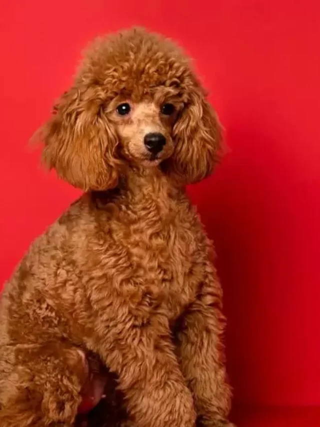 How To Make Poodle Hair Curly?