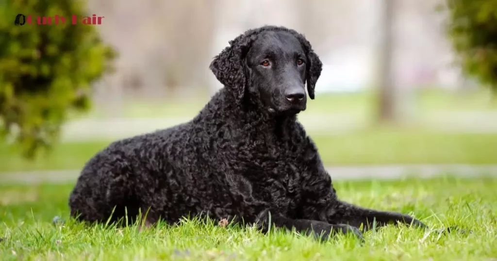 Curling Poodle Hair