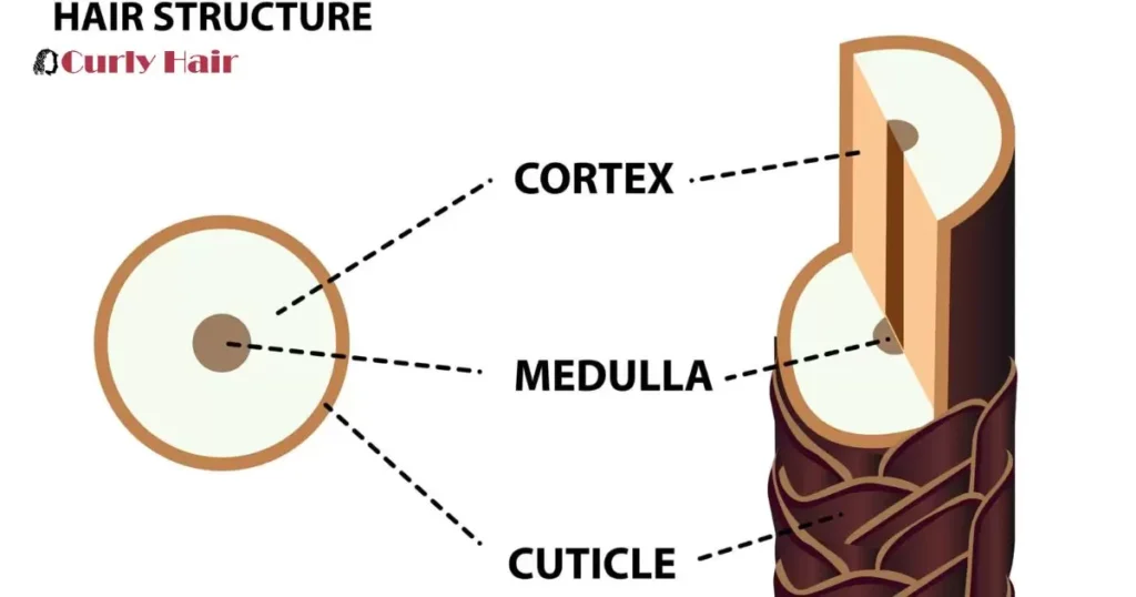 Hair Structure