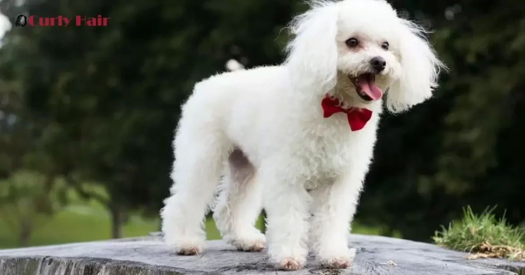 Preparing Poodle Hair