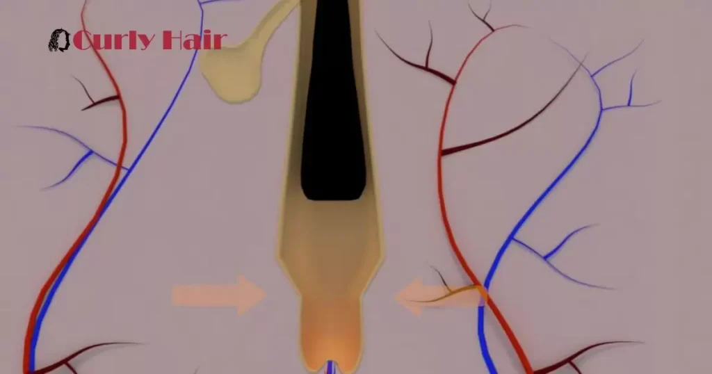 Telogen Phase