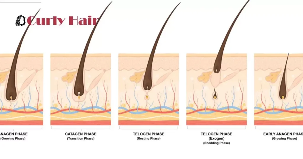 Time Frame For Hair Growth And Contributing Factors