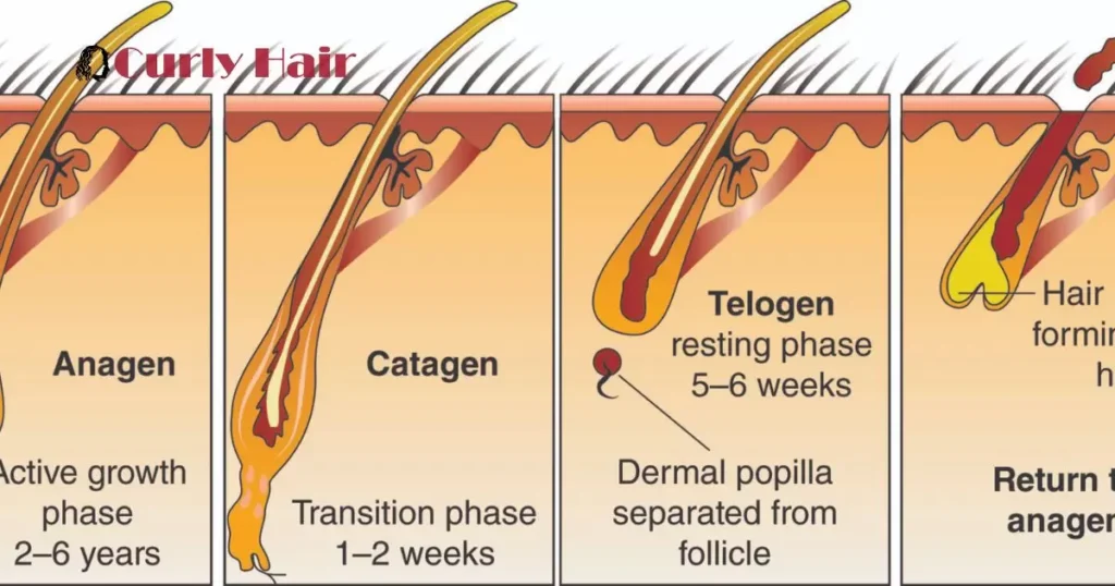 What Are The Phases Of Hair Growth?