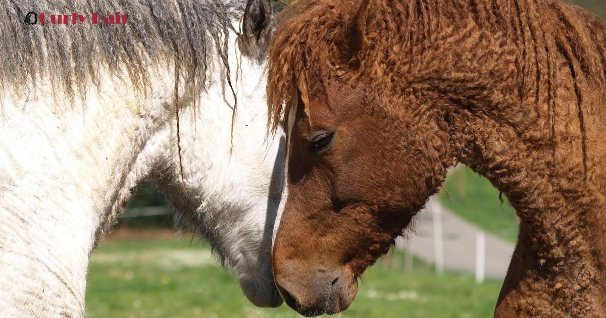 Can Horses Have Curly Hair?