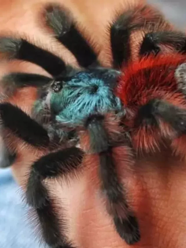 Are Curly Hair Tarantulas Friendly?