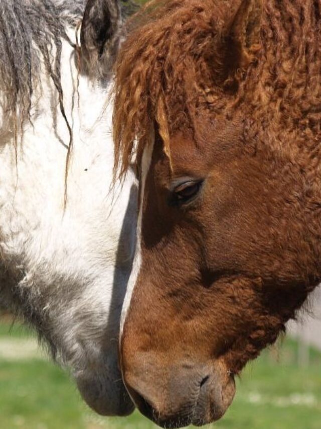 Can Horses Have Curly Hair?