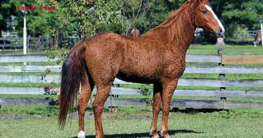 Curly Hair Horse Breed