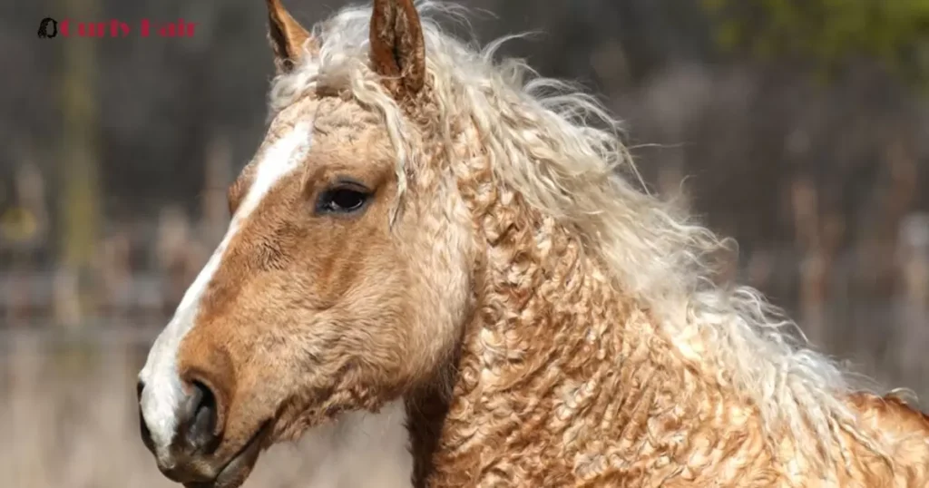 How To Care For Curly Horse Hair?
