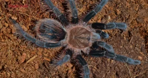 Curly Hair Tarantulas