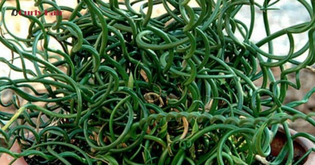 How to Care for Your Curly Hair Plant